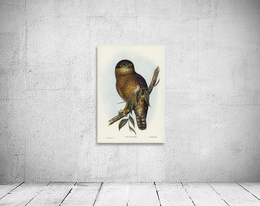 Rufous Owl Wall Preview