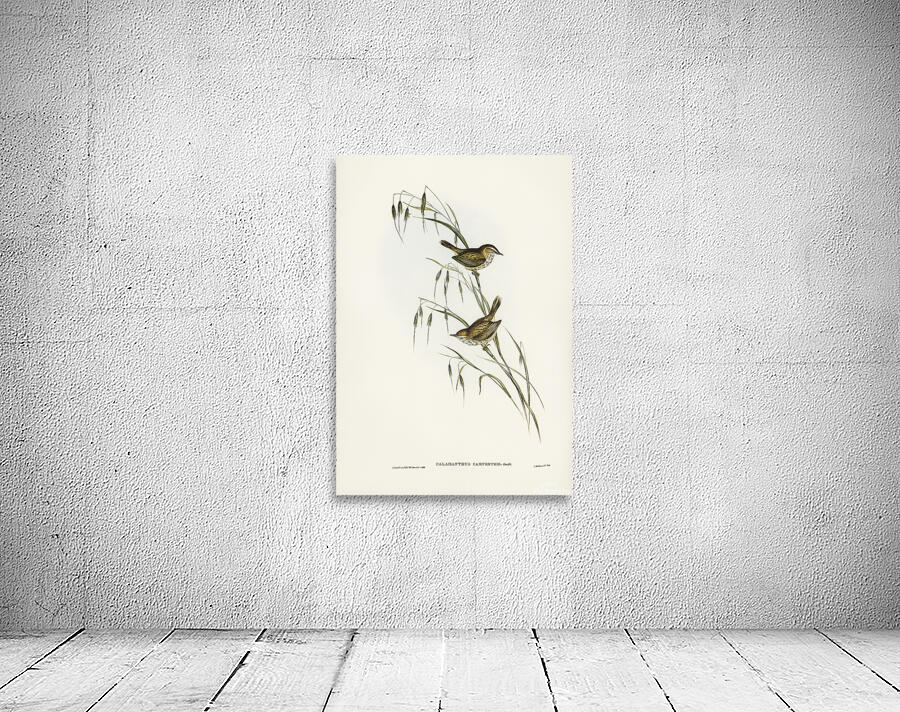 Rufous Fieldwren Wall Preview