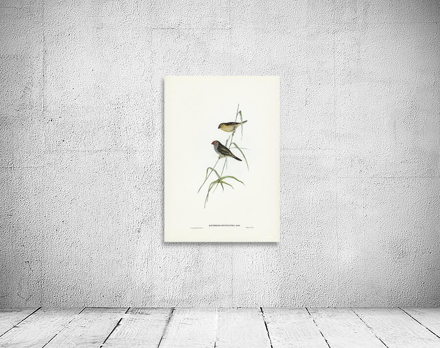 Star Finch Wall Preview