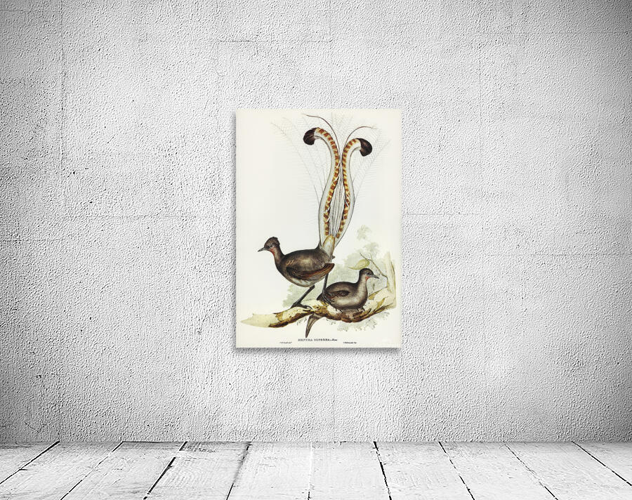 Superb Lyrebird Wall Preview