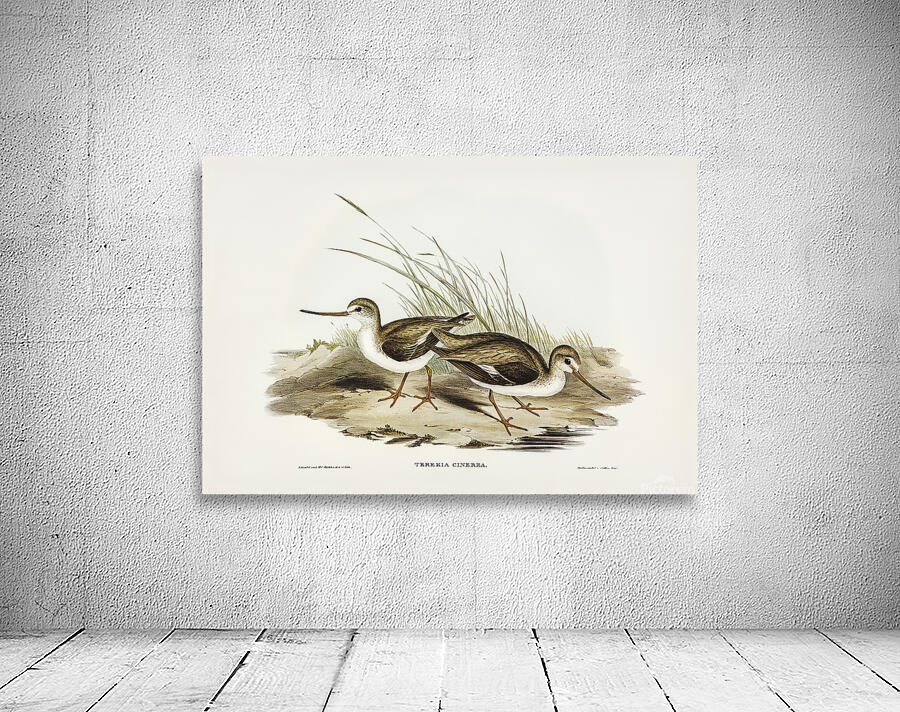 Terek Sandpiper Wall Preview