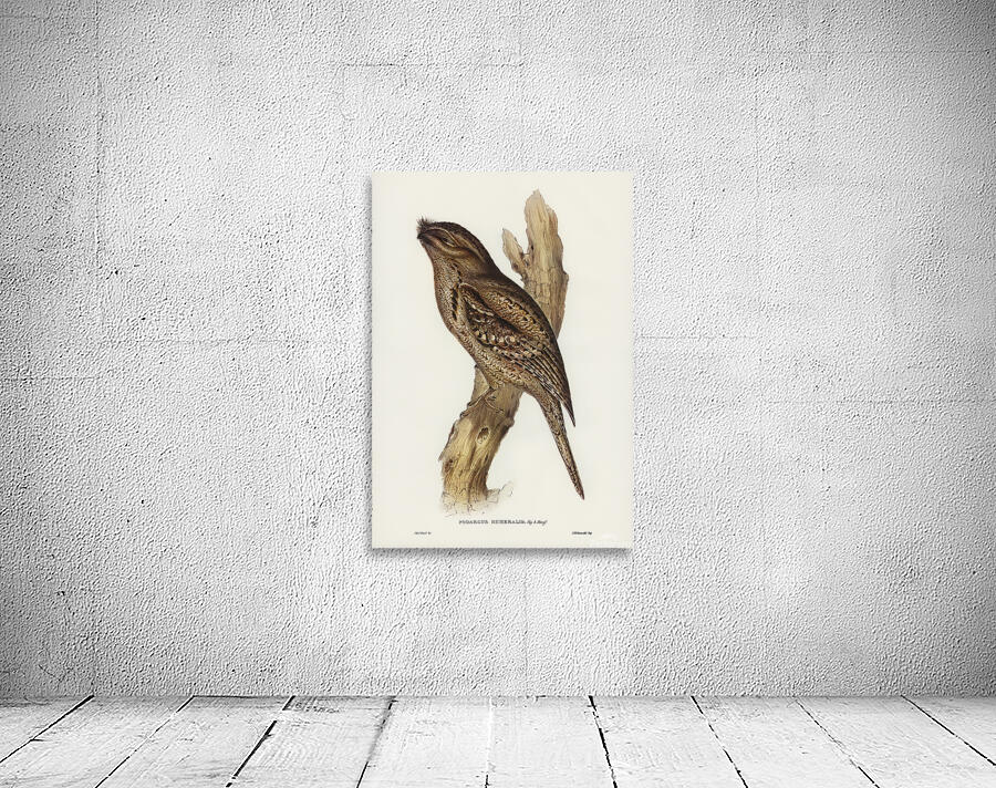 Tawny Frogmouth Wall Preview