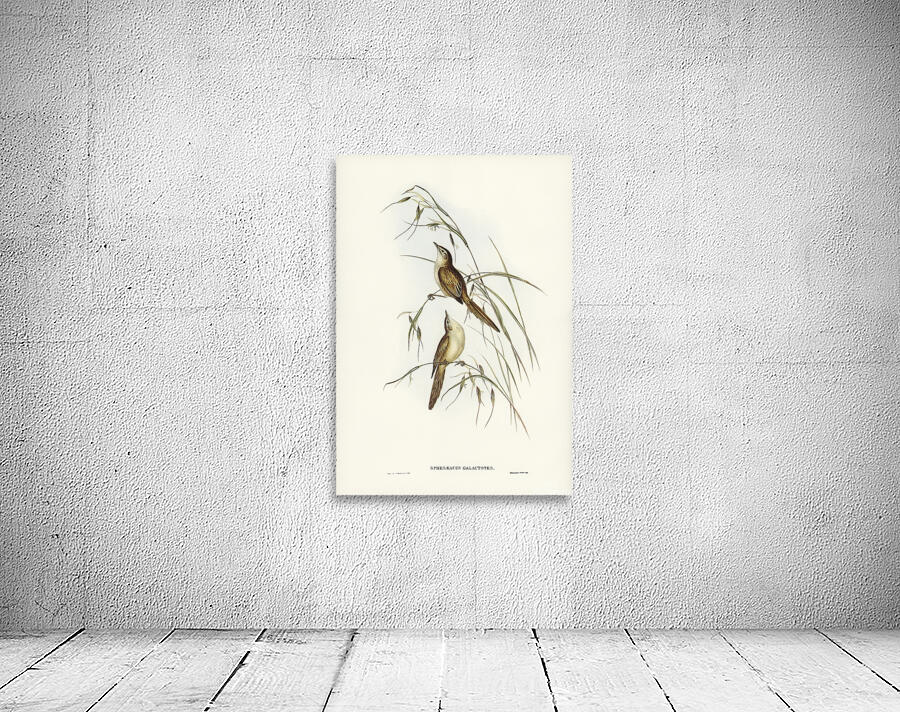 Tawny Grassbird Wall Preview