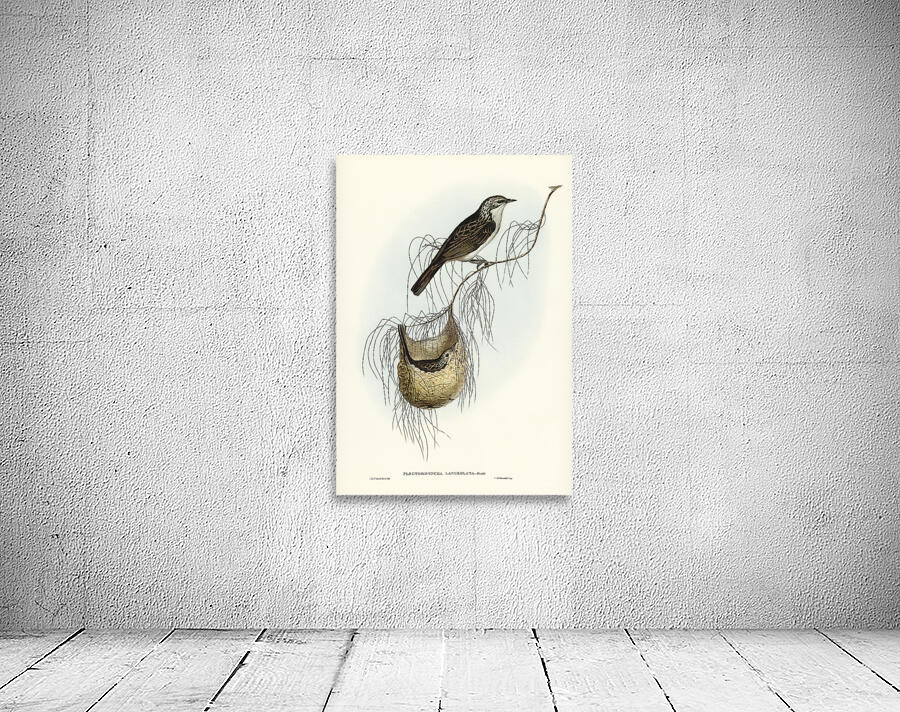 Striped Honeyeater Wall Preview