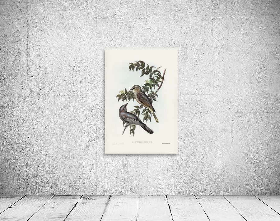 Slender Billed Cicadabird Wall Preview