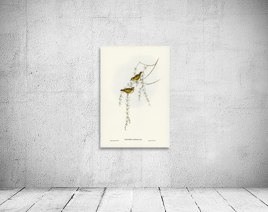 Striated Thornbill Wall Preview
