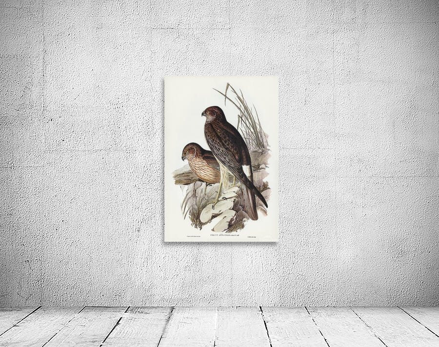Swamp Harrier Wall Preview