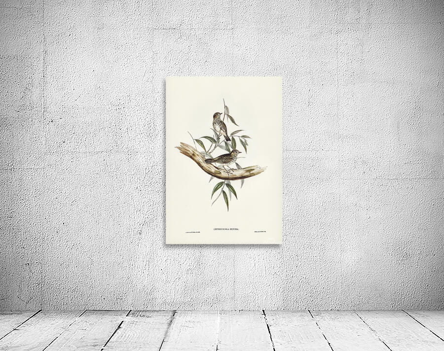 Speckled Warbler Wall Preview