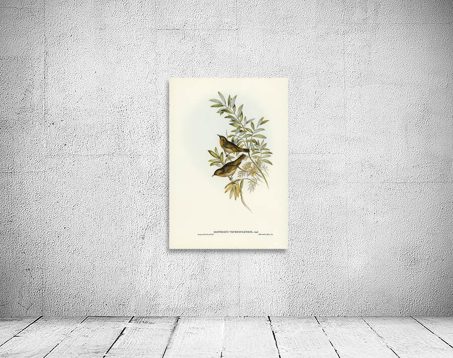 Silvereye Wall Preview