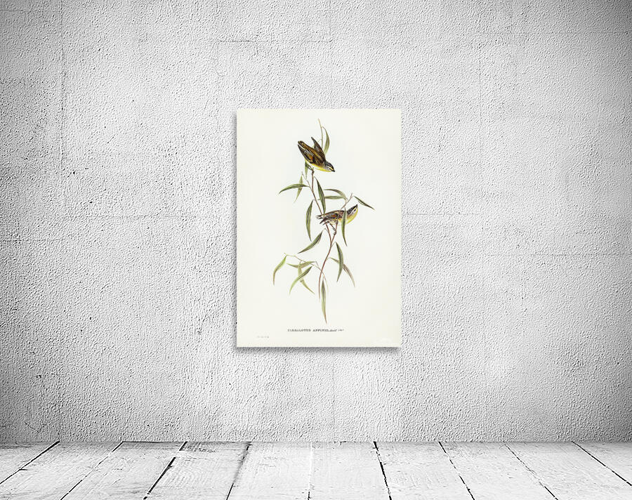 Striated Pardalote 2 Wall Preview