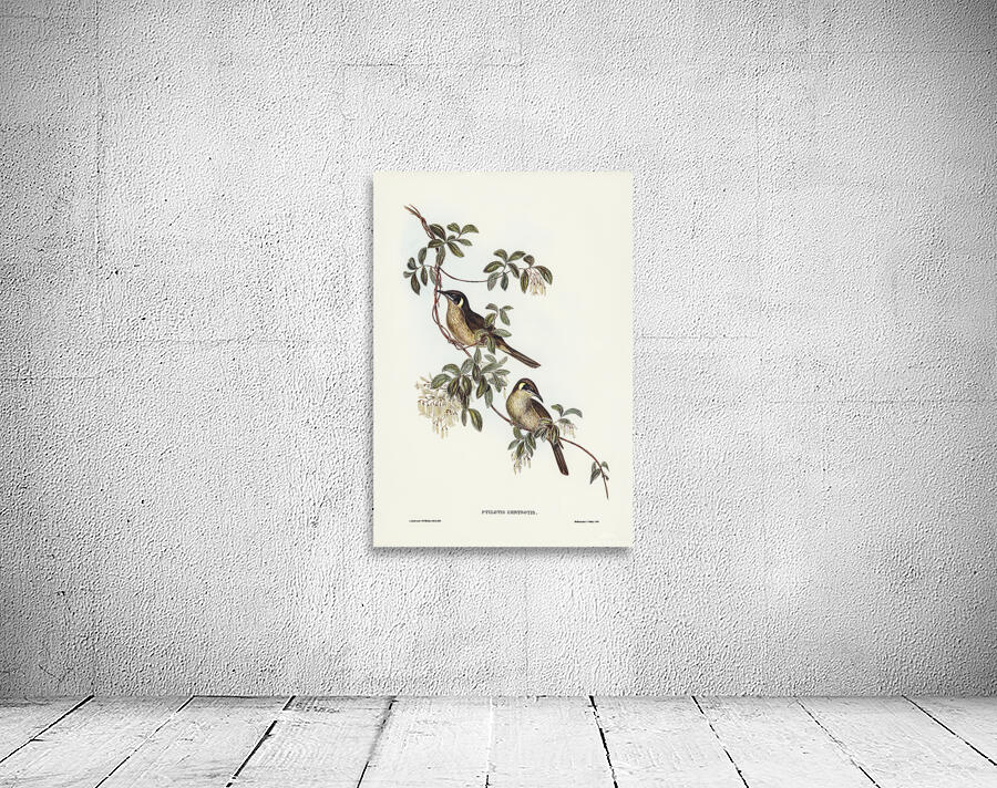 Singing Honeyeater 2 Wall Preview