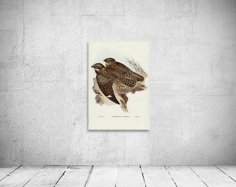 Spotted Nightjar Wall Preview