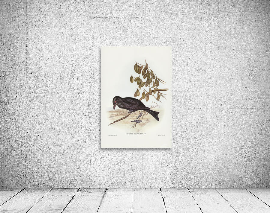 Spangled Drongo Wall Preview