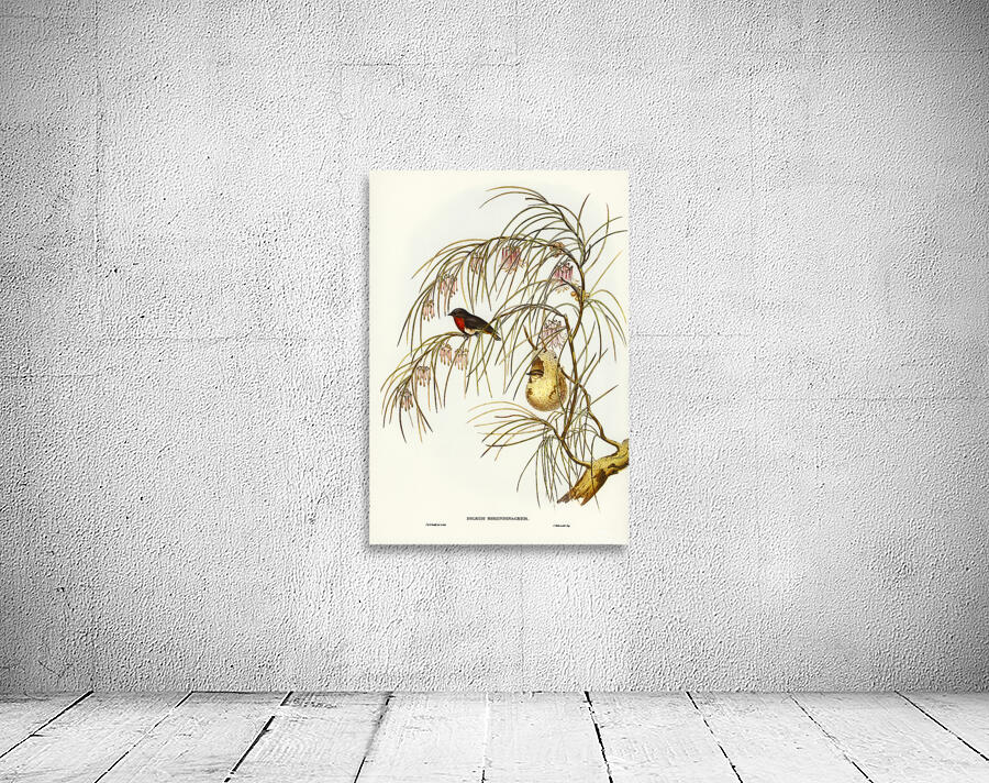 Swallow Dicaeum Wall Preview