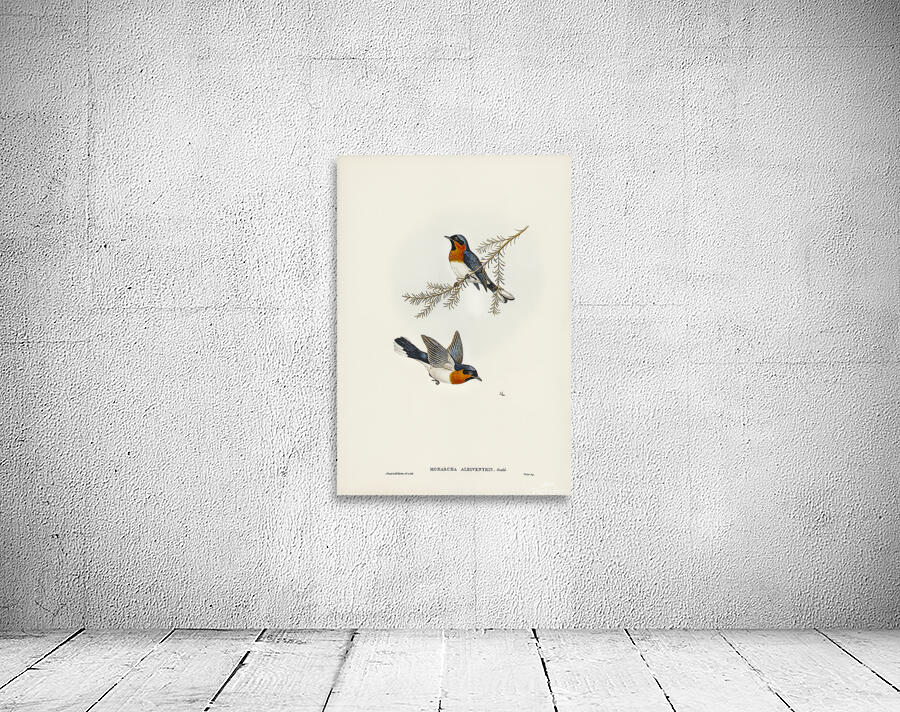 Spectacled Monarch Wall Preview