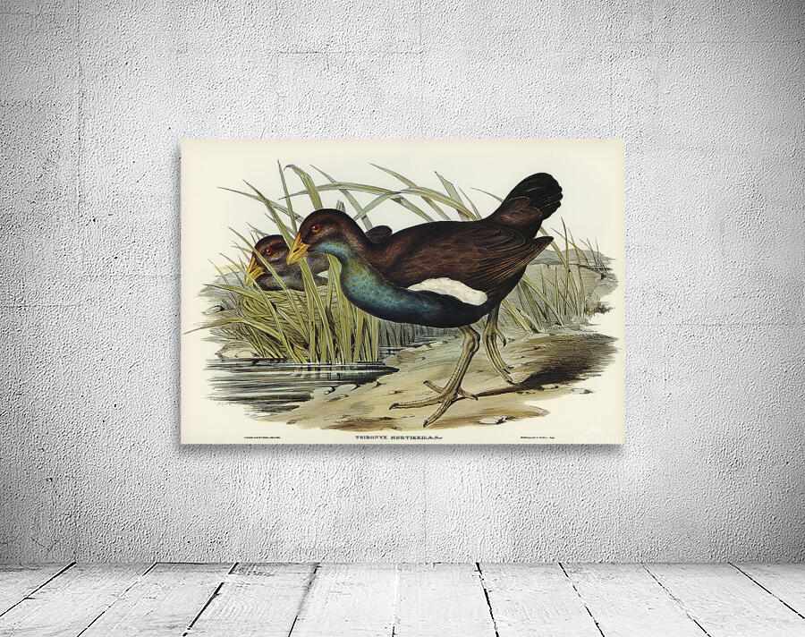 Tasmanian Nativehen Wall Preview