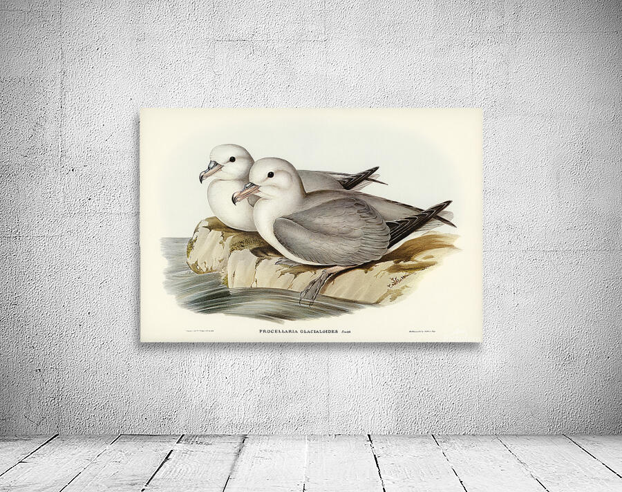 Southern Fulmar Wall Preview