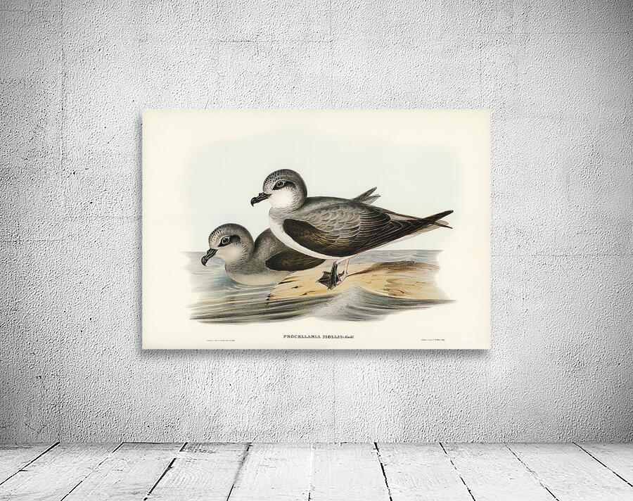 Soft Plumaged Petrel Wall Preview