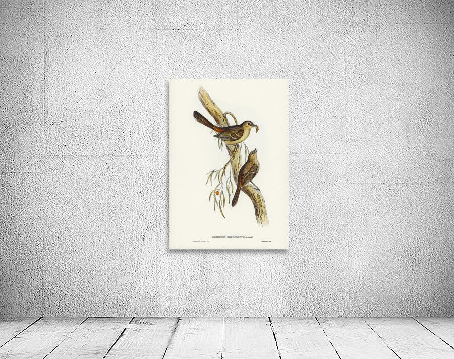 Southern Scrub Robin Wall Preview
