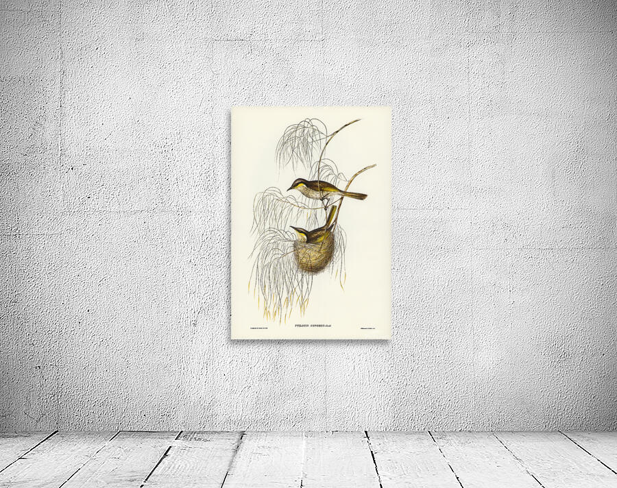 Singing Honeyeater Wall Preview