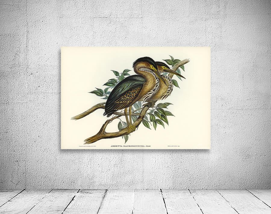 Striated Heron Wall Preview