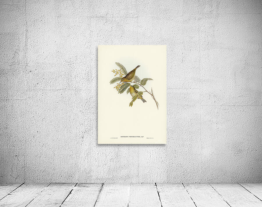 Slender Billed White Eye Wall Preview
