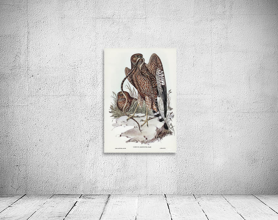 Spotted Harrier Wall Preview