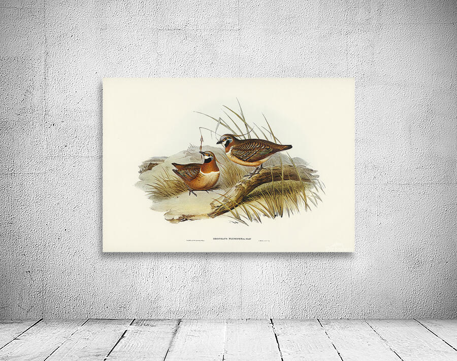 Spinifex Pigeon Wall Preview