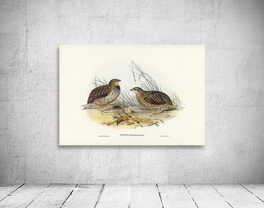 Stubble Quail Wall Preview