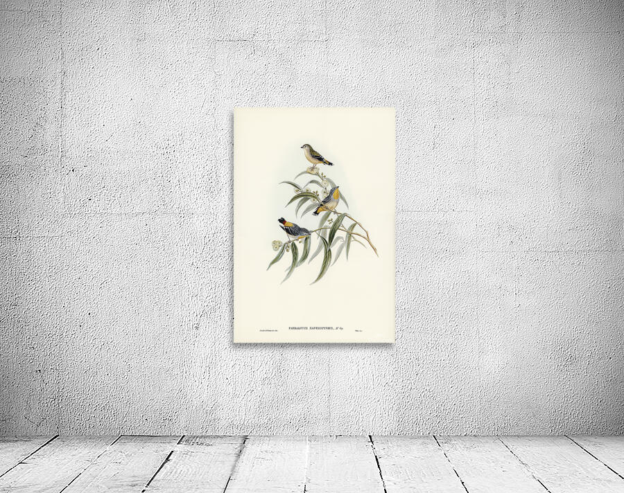 Spotted Pardalote Wall Preview