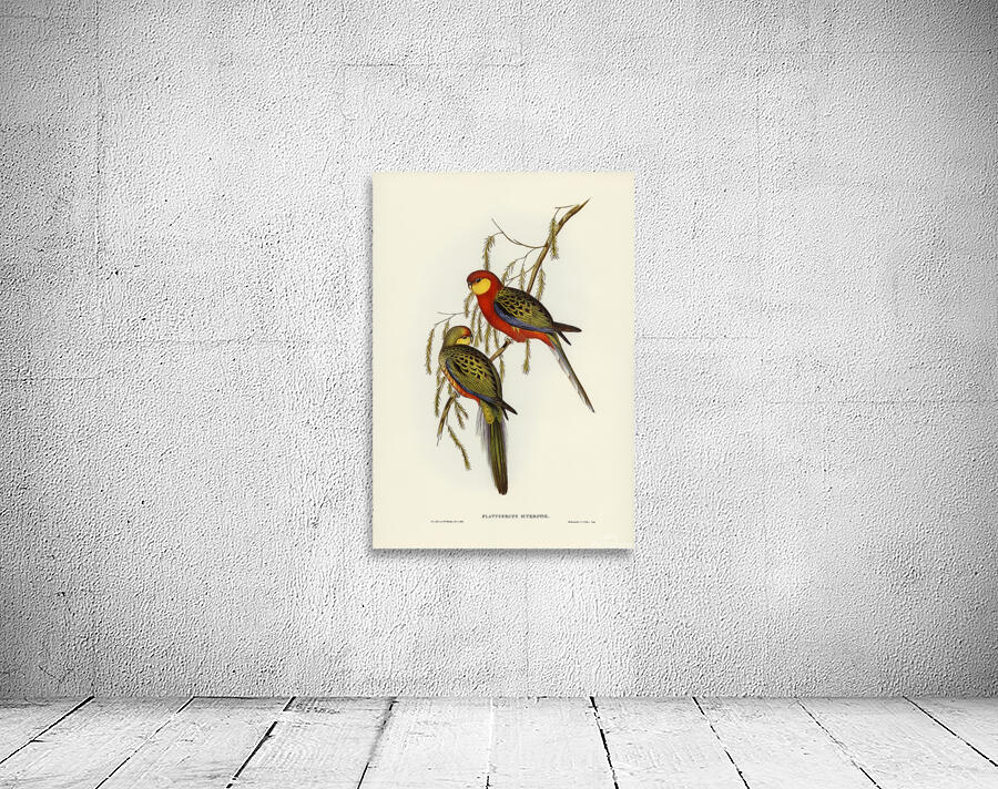 Western Rosella Wall Preview
