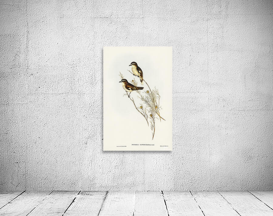 White Browed Robin Wall Preview