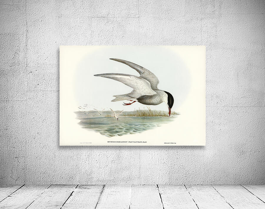 Whiskered Tern Wall Preview