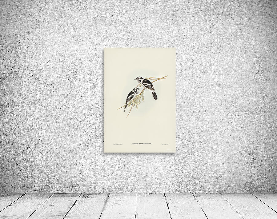 White Eared Monarch Wall Preview