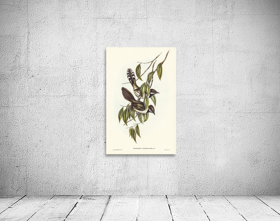 Western Whipbird Wall Preview