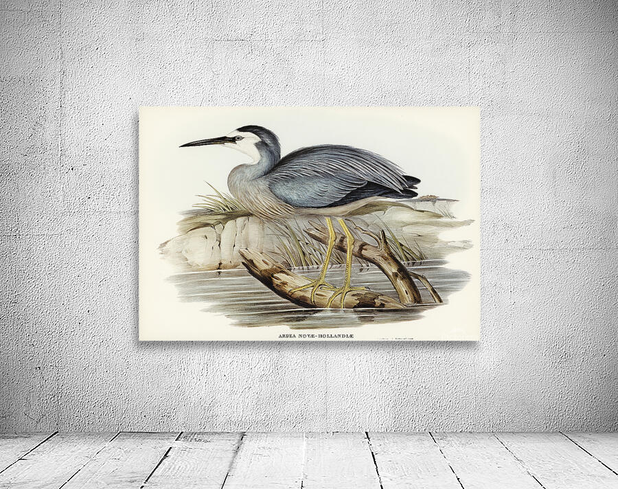 White Faced Heron Wall Preview