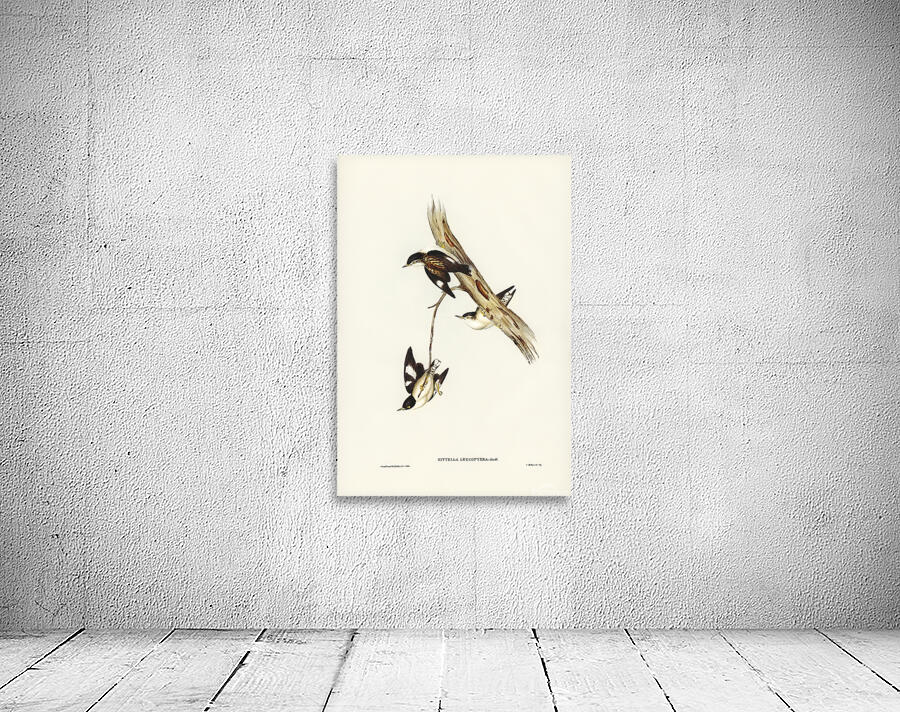 Varied Sittella 2 Wall Preview