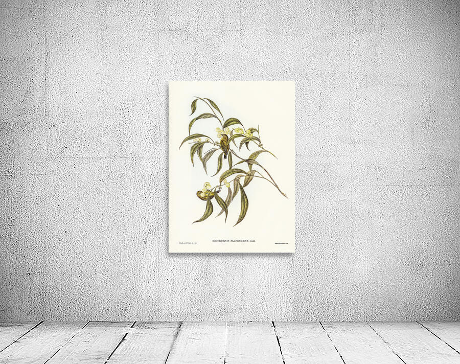 Weebill 2 Wall Preview