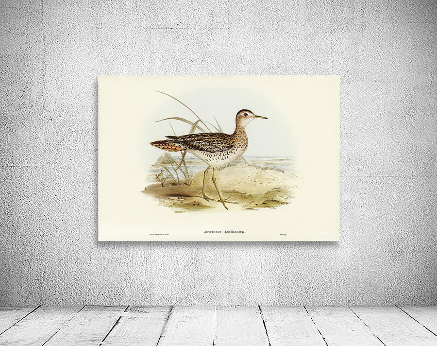 Upland Sandpiper Wall Preview
