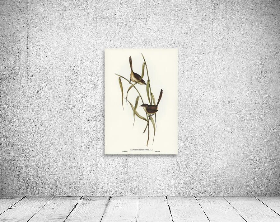 Western Bristlebird Wall Preview