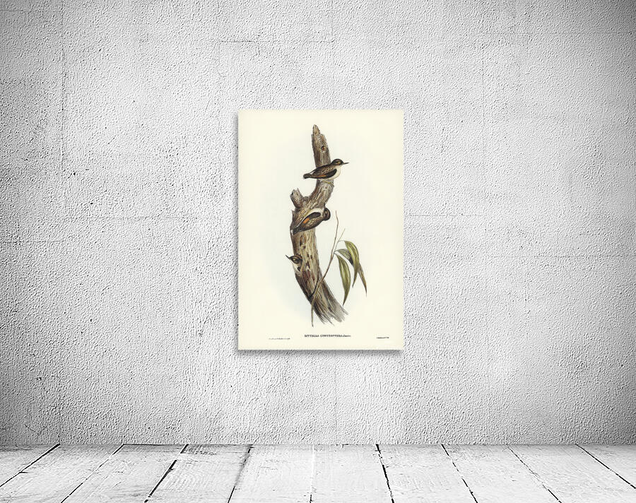 Varied Sittella 3 Wall Preview