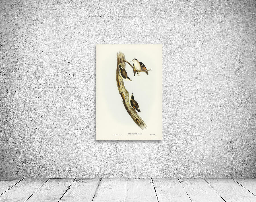 Varied Sittella 3 Wall Preview