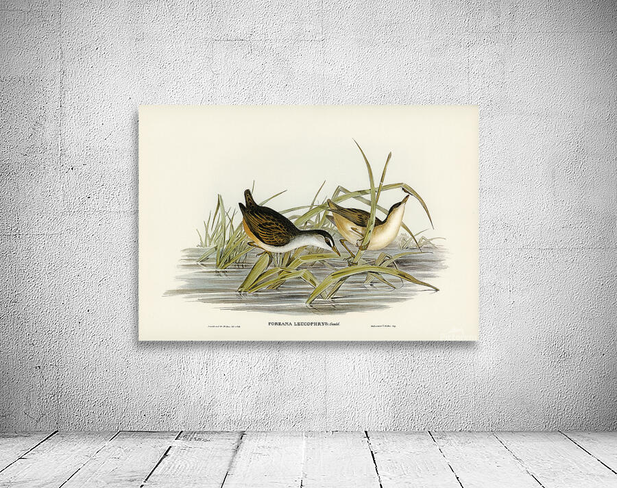 White Browed Crake Wall Preview