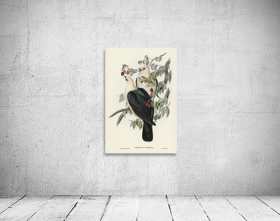 White Headed Pigeon Wall Preview