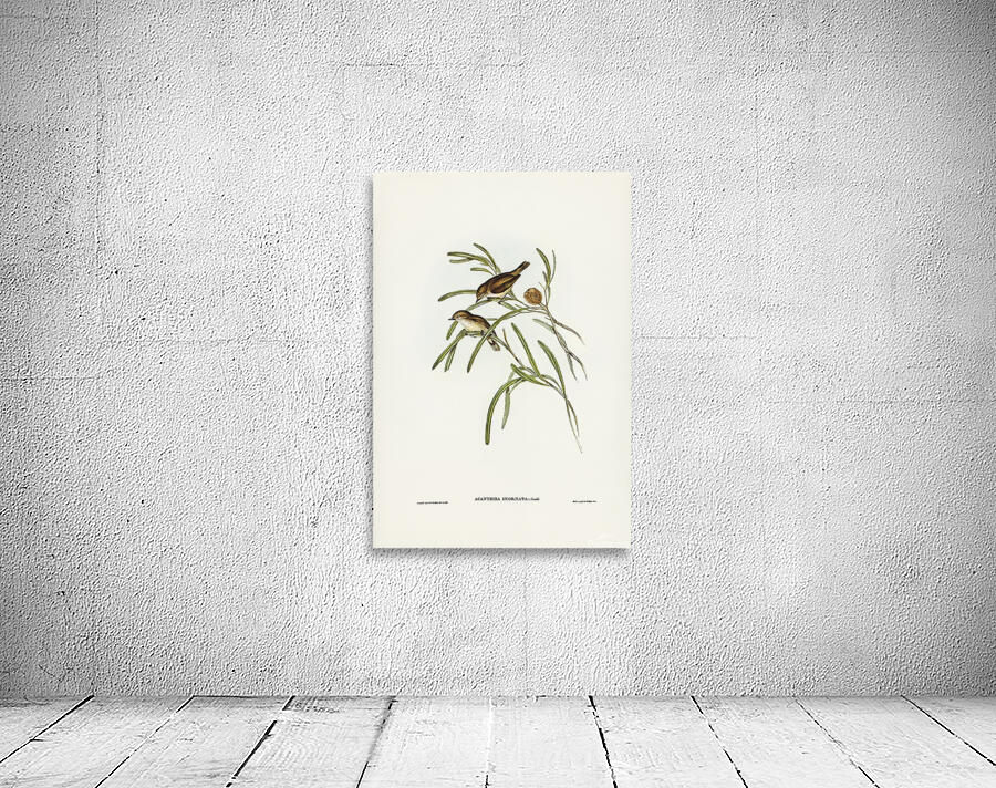 Western Thornbill Wall Preview
