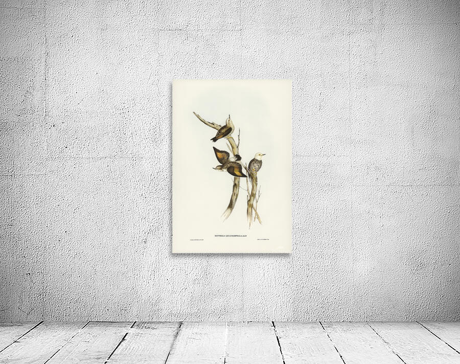 Varied Sittella 2 Wall Preview