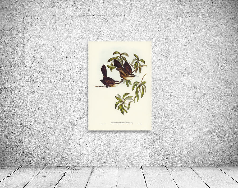 White Browed Babbler Wall Preview