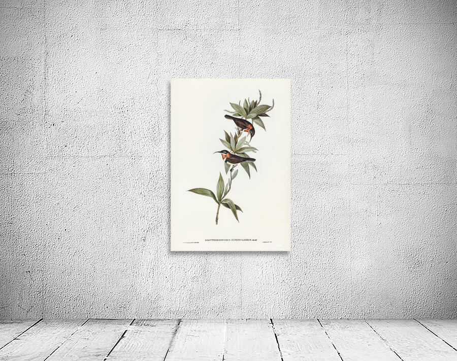 Western Spinebill Wall Preview