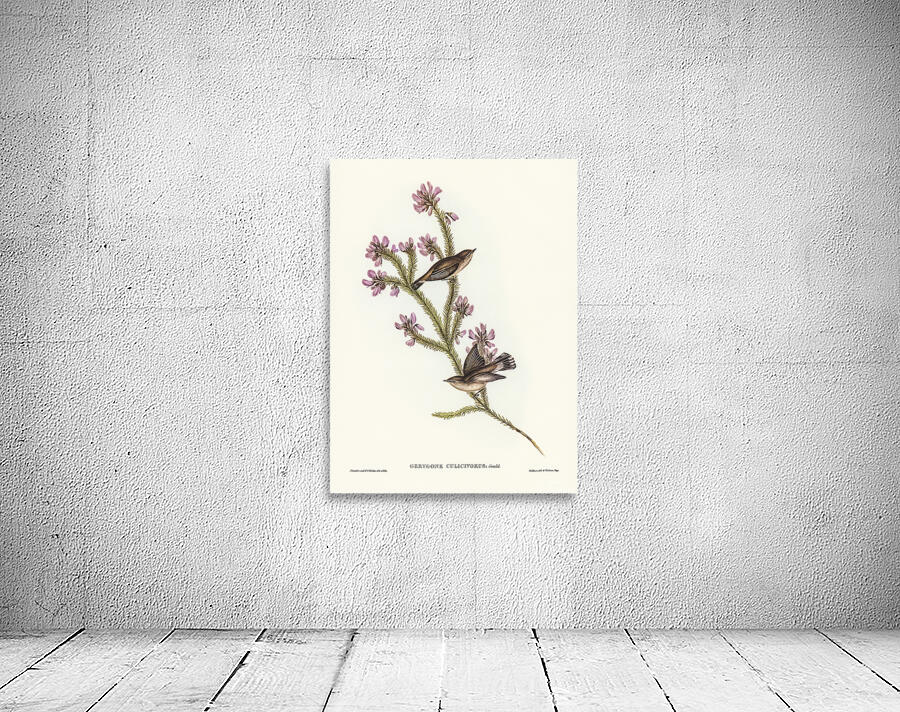 Western Gerygone 2 Wall Preview