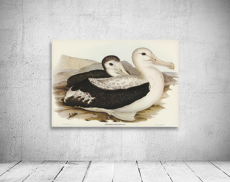 Wandering Albatross Wall Preview